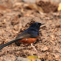 Sroczek białorzytny - White-rumped Shama - Copsychus malabaricus