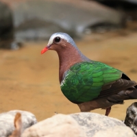 Miedzianka szmaragdowa - Chalcophaps indica - Common Emerald Dove
