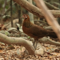 Kur bankiwa - Red Junglefowl - Gallus gallus