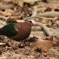 Miedzianka szmaragdowa - Chalcophaps indica - Common Emerald Dove