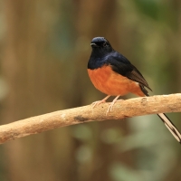 Sroczek białorzytny - White-rumped Shama - Copsychus malabaricus