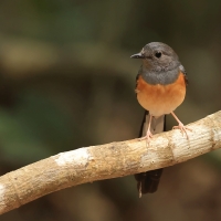 Sroczek białorzytny - White-rumped Shama - Copsychus malabaricus