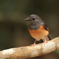 Sroczek białorzytny - White-rumped Shama - Copsychus malabaricus