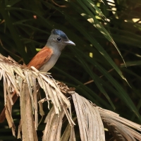 Muchodławka indochinska - Blyth's Paradise-flycatcher - Terpsiphone affinis