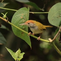 Krawczyk ciemnoszyi - Orthotomus atrogularis - Dark-necked Tailorbird