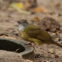 Szczeciak płowy - Puff-throated Bulbul - Alophoixus pallidus