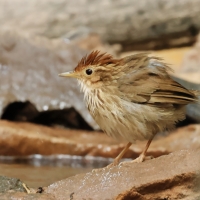 Dżunglak rudogłowy - Puff-throated Babbler - Pellorneum ruficeps