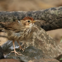 Dżunglak rudogłowy - Pellorneum ruficeps - Puff-throated Babbler