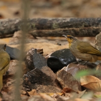 Bilbil złotolicy - Stripe-throated Bulbul - Pycnonotus finlaysoni
