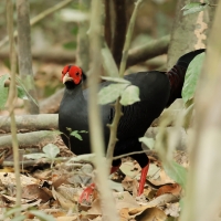 Kiściec syjamski - Lophura diardi - Siamese Fireback