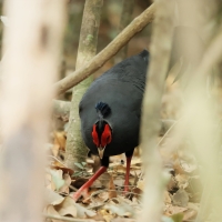 Kiściec syjamski - Lophura diardi  - Siamese Fireback