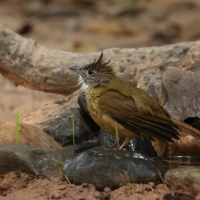 Szczeciak płowy - Puff-throated Bulbul - Alophoixus pallidus