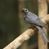 Dziwogon popielaty - Ashy Drongo - Dicrurus leucophaeus