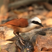 Sójkowiec białoczuby - White-crested Laughingthrush - Garrulax leucolophus