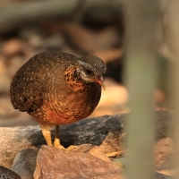 Kuropatwokur zielononogi - Scaly-breasted Partridge - Tropicoperdix chloropus 