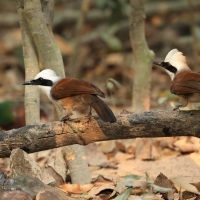 Sójkowiec białoczuby - White-crested Laughingthrush - Garrulax leucolophus