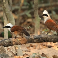 Sójkowiec białoczuby - White-crested Laughingthrush - Garrulax leucolophus