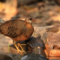 Kuropatwokur zielononogi - Tropicoperdix chloropus - Scaly-breasted Partridge