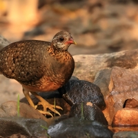 Kuropatwokur zielononogi - Scaly-breasted Partridge - Tropicoperdix chloropus 
