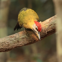 Dzięcioł żółtoszyi - Laced Woodpecker - Picus vittatus