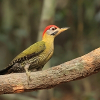 Dzięcioł żółtoszyi - Picus vittatus - Laced Woodpecker- male