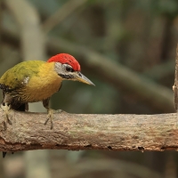 Dzięcioł żółtoszyi - Laced Woodpecker - Picus vittatus
