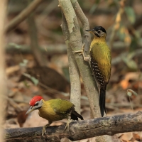Dzięcioł żółtoszyi - Laced Woodpecker - Picus vittatus