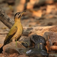 Dzięcioł żółtoszyi - Picus vittatus - Laced Woodpecker- female