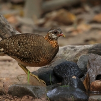 Kuropatwokur zielononogi - Scaly-breasted Partridge - Tropicoperdix chloropus 