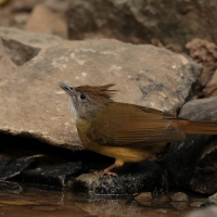 Szczeciak płowy - Puff-throated Bulbul - Alophoixus pallidus