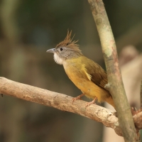 Szczeciak płowy - Alophoixus pallidus - Puff-throated Bulbul