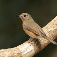 Niltawa ciemnopiersna - Cyornis hainanus - Hainan Blue Flycatcher