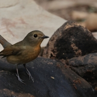 Niltawa ciemnopierśna - Hainan Blue-Flycatcher - Cyornis hainanus