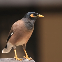 Majna brunatna - Acridotheres tristis - Common Myna