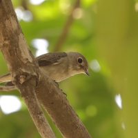 Muchołówka brunatna - Asian Brown Flycatcher - Muscicapa dauurica