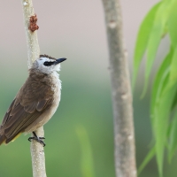 Bilbil ubogi - Yellow-vented Bulbul - Pycnonotus goiavier 