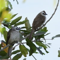 Bilbil ubogi - Pycnonotus goiavier - Yellow-vented Bulbul