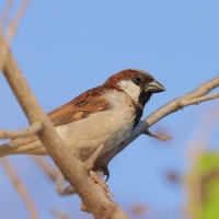 Wróbel - Passer domesticus - House Sparrow