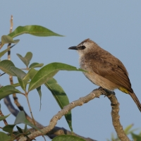 Bilbil ubogi - Yellow-vented Bulbul - Pycnonotus goiavier 