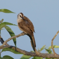 Bilbil ubogi - Yellow-vented Bulbul - Pycnonotus goiavier 