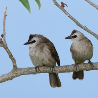Bilbil ubogi - Yellow-vented Bulbul - Pycnonotus goiavier 