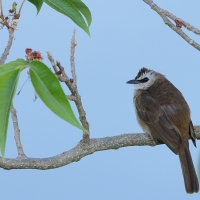 Bilbil ubogi - Yellow-vented Bulbul - Pycnonotus goiavier 