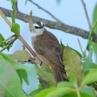 Bilbil ubogi - Yellow-vented Bulbul - Pycnonotus goiavier 