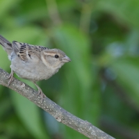 Wróbel - Passer domesticus - House Sparrow