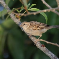 Wróbel - Passer domesticus - House Sparrow
