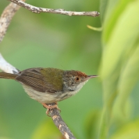 Krawczyk zwyczajny - Orthotomus sutorius - Common Tailorbird