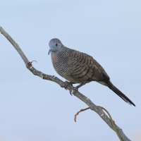 Gołąbek zebrowany - Zebra dove - Geopelia striata