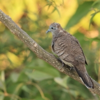 Gołąbek zebrowany - Zebra dove - Geopelia striata