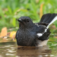 Sroczek zmienny - Copsychus saularis - Oriental Magpie-Robin