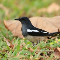 Sroczek zmienny - Copsychus saularis - Oriental Magpie-Robin